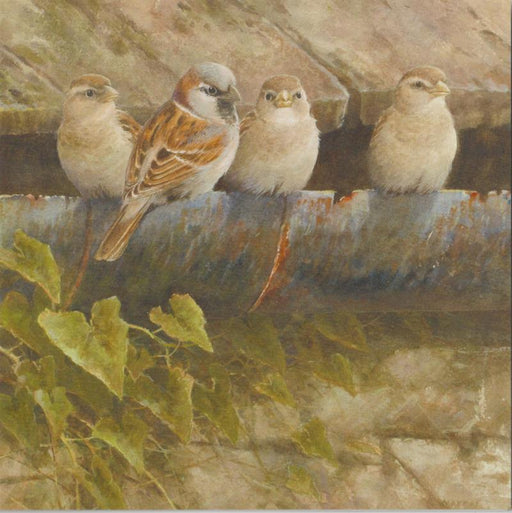 Neil Cox - House Sparrows British Bird Card