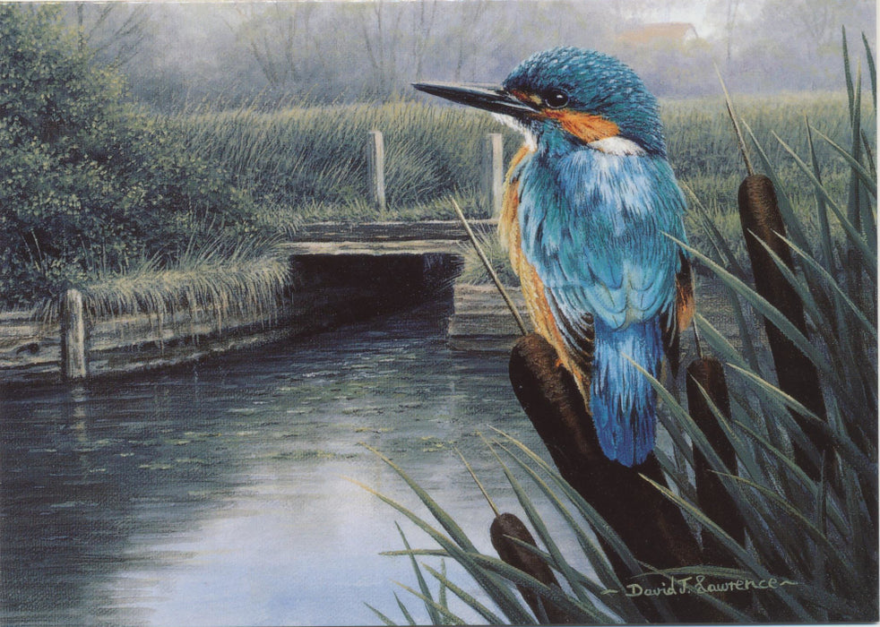 David Lawrence - Moses - Kingfisher British Bird Greetings Birthday Card