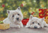 Paul Doyle - Christmas Treat - West Highland Terrier Westie