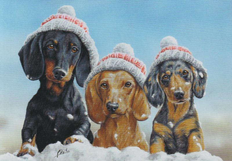 Paul Doyle - Smoothies - Dachshund