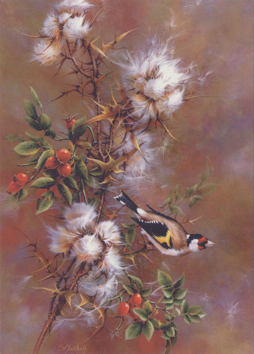 Sonia Marshall - Goldfinch British Bird Greetings Birthday Card