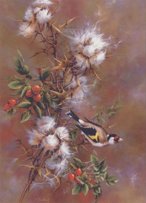 Sonia Marshall - Goldfinch British Bird Greetings Birthday Card