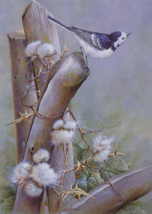 Sonia Marshall - Pied Wagtail British Bird Greetings Birthday Card