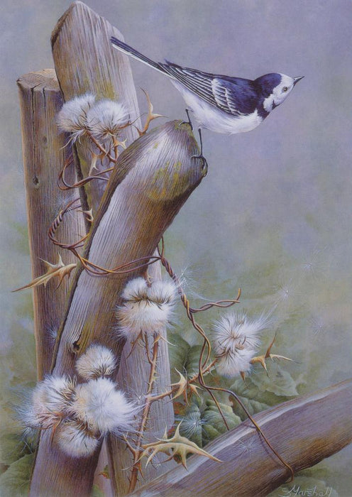 Sonia Marshall - Pied Wagtail British Bird Greetings Birthday Card