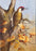 Sonia Marshall - Woodpecker British Bird Greetings Birthday Card
