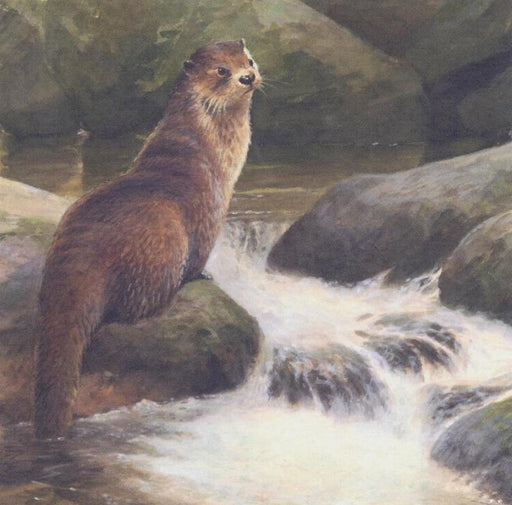 Neil Cox - OtterBritish Wildlife Card