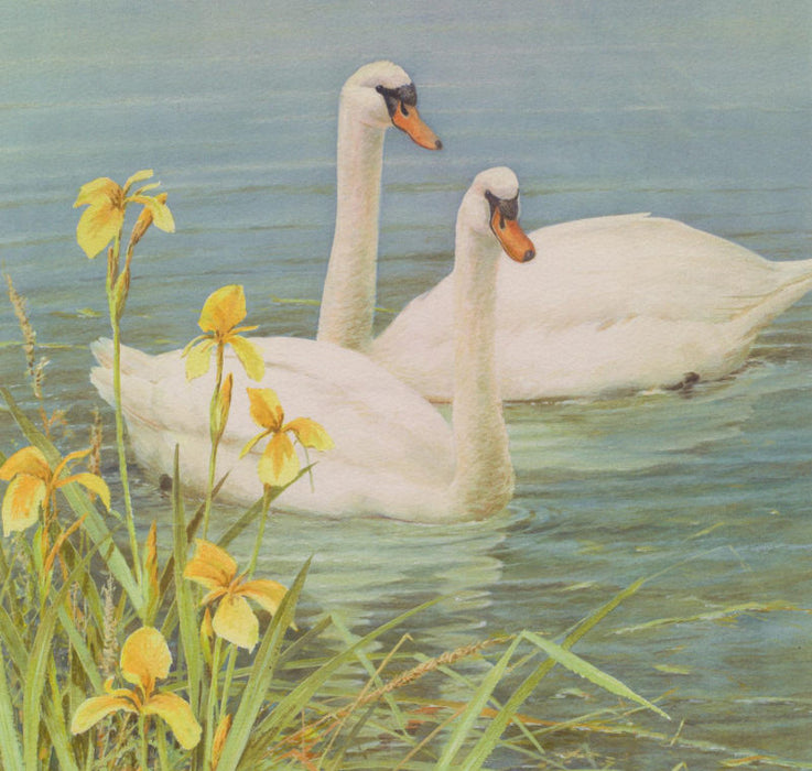 Neil Cox - Mute Swan British Bird Card