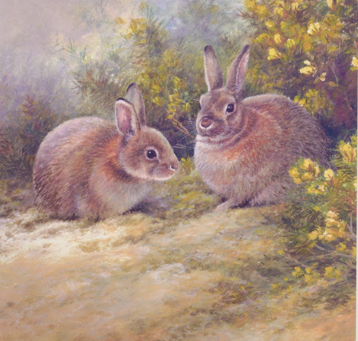Rabbits British Wildlife Blank Greetings Birthday Card by Neil Cox ...