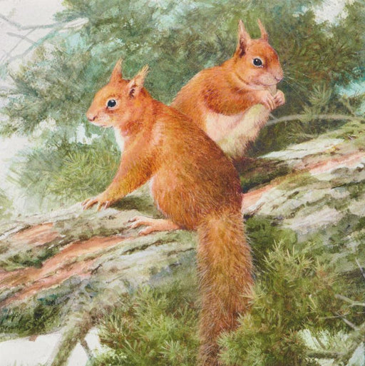 Neil Cox - Red Squirrels British Wildlife Card