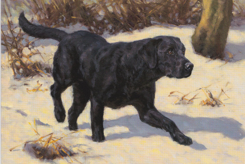 Fred Hayward - Black and White - Labrador