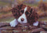 Paul Doyle - Please Don't Go - Springer Spaniel Puppy