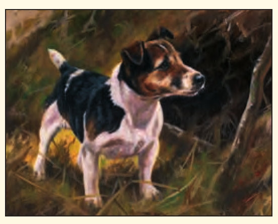 John Trickett - Jack - Jack Russell Terrier