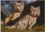 John Trickett - Highlanders - West Highland Terrier