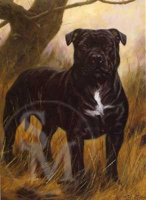 John Trickett- Tough Guy - Staffordshire Bull Terrier