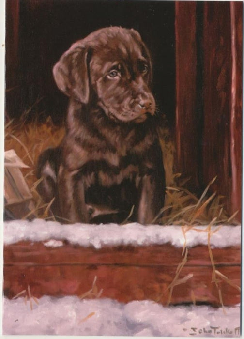 John Trickett - First Winter - Chocolate Labrador