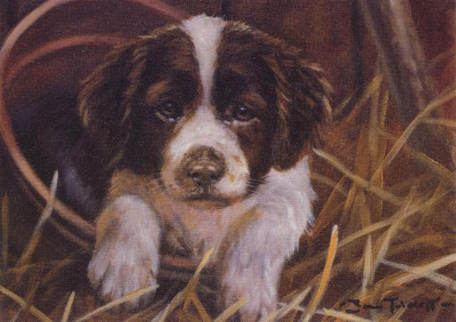 John Trickett - Potty - Springer Spaniel Pup