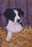 Debbie Gillingham - Contented - Border Collie