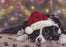 Paul Doyle - Waiting for Santa - Border Collie