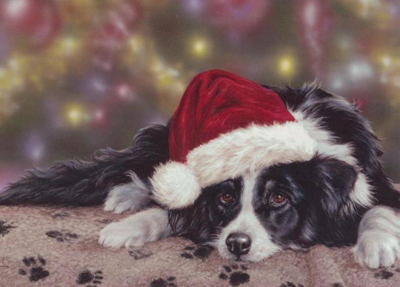 Paul Doyle - Waiting for Santa - Border Collie